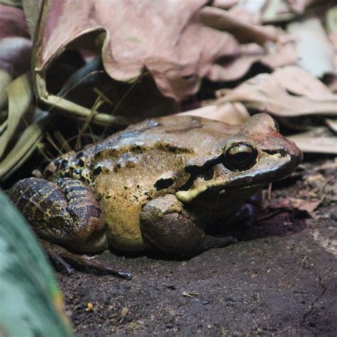 Mountain Chicken Frog - ZooChat