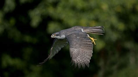 Wildvögel Zwei weitere Fälle von Geflügelpest in Berlin nachgewiesen