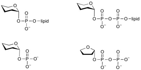 Glycosyltransferases - CAZypedia