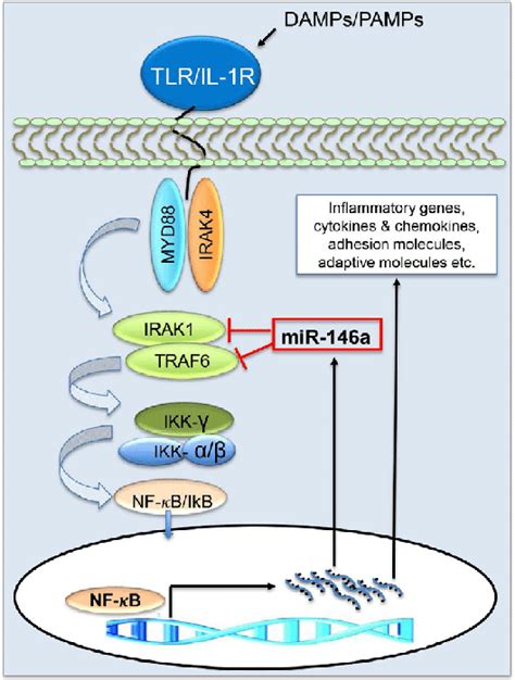 Mir 146a Is A Negative Regulator Of The Nf κb Signaling Pathway