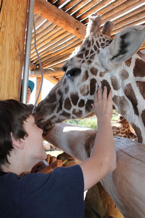 #pinpikespeak Feeding the giraffes at Cheyenne Mountain Zoo | Cheyenne ...