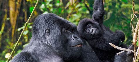 Rwanda Safari Tours Gorilla Trekking 2019 This Time In East Africa