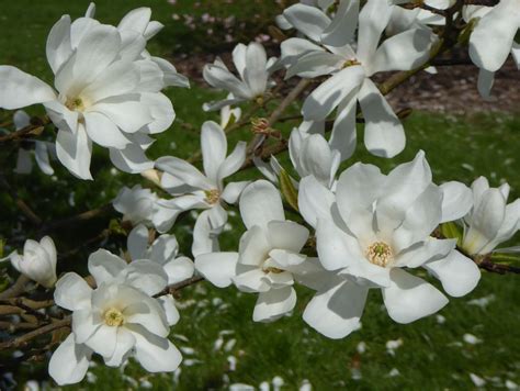 Magnolia × Loebneri Trees And Shrubs Online