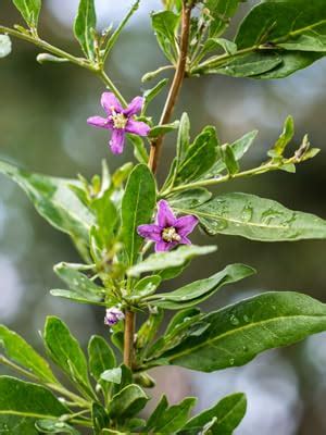 Goji Berry Wolfberry Plants 4 Pack Rare Berry Variety