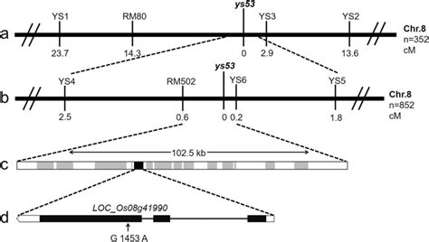 Map Based Cloning Of The Ys53 Locus A The Ys53 Locus Was Mapped To The