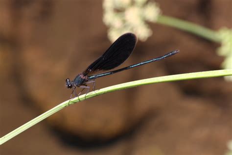 Inseguendo Una Libellula In Un Prato Avinphi Flickr