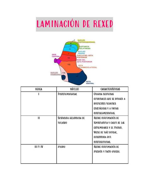 Laminas De Rexed 7