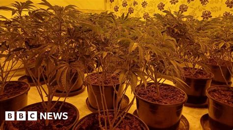 Cannabis Farm Worth More Than £300k Found By Police In Telford