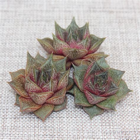 Эхеверия пурпузорум