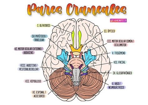 Contenido L Quido Due O Nervios Craneales Anatomia Monica Sexiz Pix