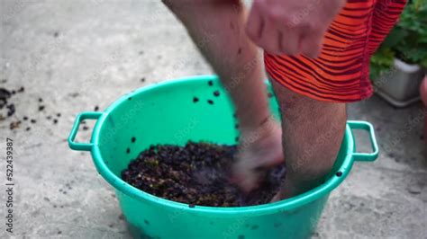 Grape Treading Or Grape Stomping In Traditional Winemaking Senior