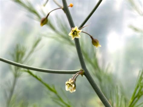 What are Edible Flowers - Highland Orchards