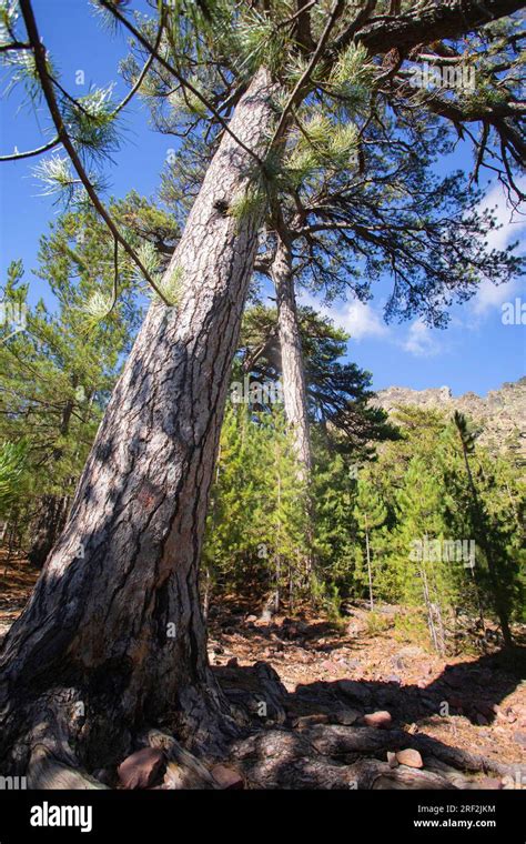 Corsican Pine Corsican Black Pine Pinus Nigra Subsp Laricio Pinus