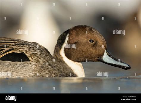 Drake Pintail Duck Stock Photo - Alamy