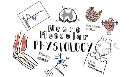 Neuromuscular Physiology Neuromuscular Junction Action Potentials And