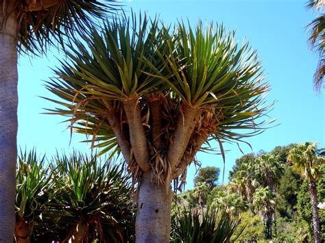 Árboles con alma Drago de Canarias Dracaena draco