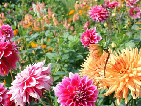 dahlia pinnata care  properties complete guide  expert advice