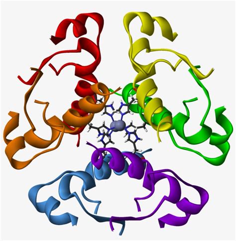 Human Insulin Hexamer 3d Ribbons - Human Insulin Protein Structure ...