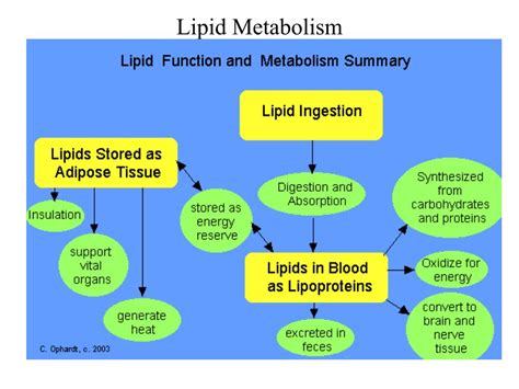 PPT - Lipid Metabolism PowerPoint Presentation - ID:179266