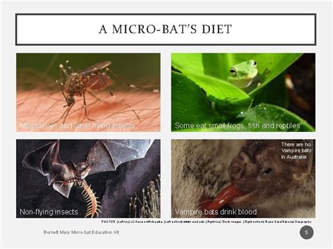 microbats burnett mary microbat education kit