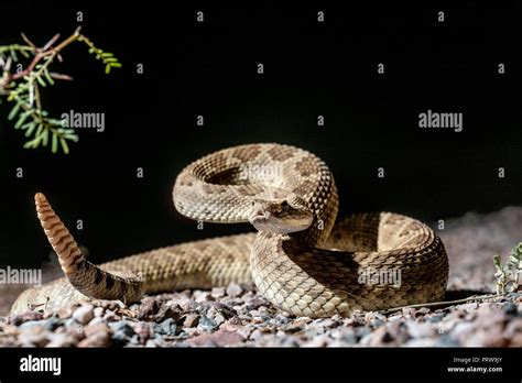 Mohave Rattlesnake Crotalus Scutulatus Hidalgo Co New Mexico Usa