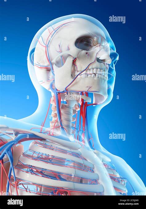 Sistema Vascular Del Cuello Ilustraci N Por Ordenador Fotograf A De