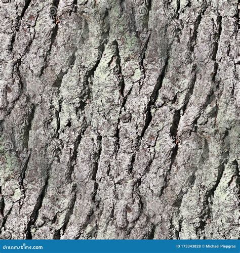 Photo Realistic Seamless Texture Pattern Of Tree Bark In High