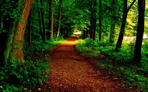 Path Grass Tree Trees Nature Woods Beauty Forest Beautiful Lovely Pretty Green Way Leaves