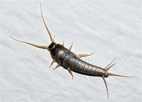 Silverfish Control | Austin Pest Control | Magic Pest And Lawn - Austin, TX