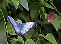 Category Lepidoptera In Buckfast Butterfly Farm Wikimedia Commons