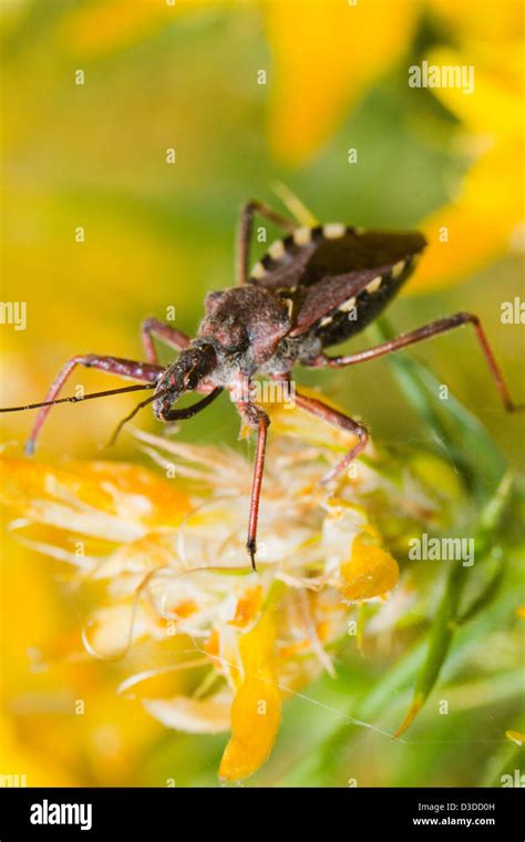 Assassin bug bite hi-res stock photography and images - Alamy