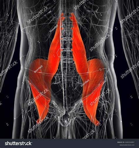 Human Iliopsoas Muscle Muscles Anatomy Medical Stock Illustration ...