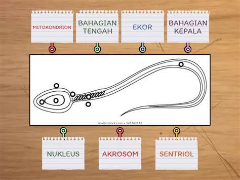 Biologi Struktur Sperma Labelled Diagram