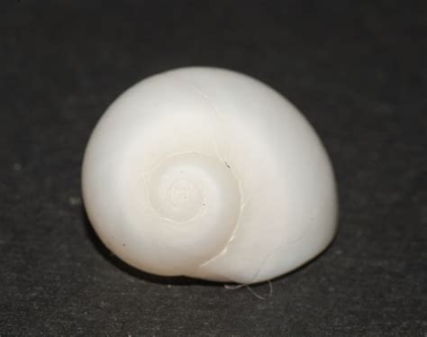 Milk Moon Snail Shells Of Gtmo Inaturalist