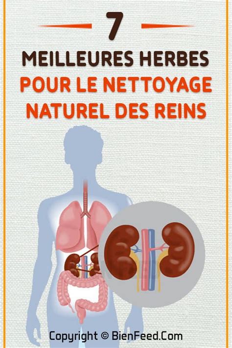 Meilleures Herbes Pour Le Nettoyage Naturel Des Reins Nettoyage