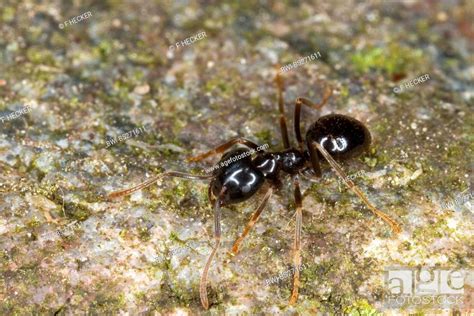 Jet Ant Shining Jet Black Ant Lasius Fuliginosus Dendrolasius