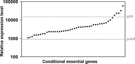 Identification Of Conditionally Essential Genes For Growth Of