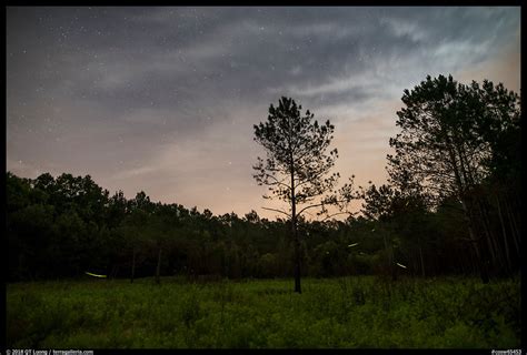 » Synchronous Fireflies Beyond the Smokies - from QT Luong's Blog