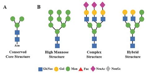 Structural Classes Of Mammalian N Glycans A The Conserved N Glycan