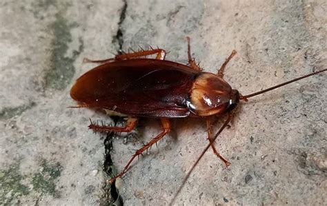 How To Get Rid Of Cockroaches A Comprehensive Guide For Chicago Homeowners