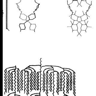 22 Overview of starch granule structure. At the lowest level of granule ...