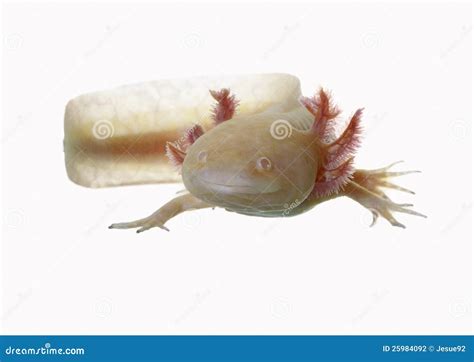 Axolotl stock photo. Image of nature, albino, cute, white - 25984092