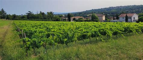 Vignes De Montray Sainte Foy Les Lyon