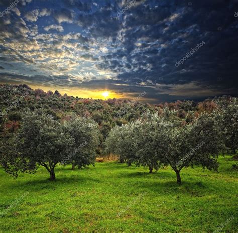 Olive tree background — Stock Photo © jukai5 #1738628