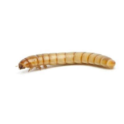 Live Mealworms Tenebrio Molitor Free Shipping And Live Delivery