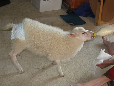 Dispatches from Can of Duck: Diapers for goat kids and lambs