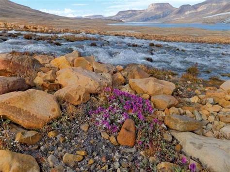 Ellesmere Island Arctic Wildlife Glaciers Britannica