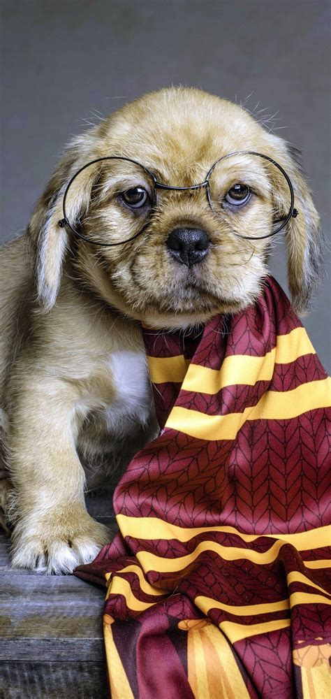 Harry Potter Dogs Wallpapers - Top Free Harry Potter Dogs Backgrounds
