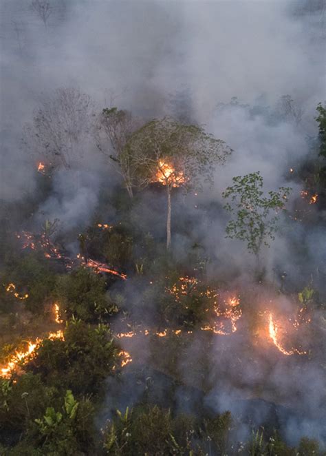 Entenda Por Que A Floresta Amaz Nica Pode Rumar Para O Colapso At