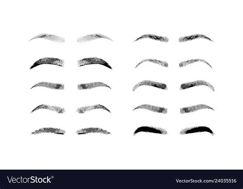 Eyebrow Shapes Various Types Eyebrows Classic Vector Image